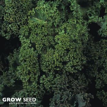 Dwarf Green Kale seeds