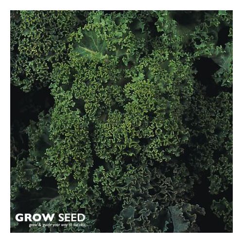 Dwarf Green Kale seeds