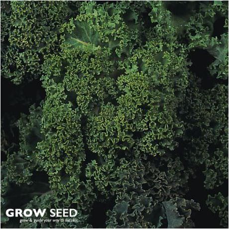 Dwarf Green Kale seeds