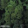Dwarf Green Kale seeds