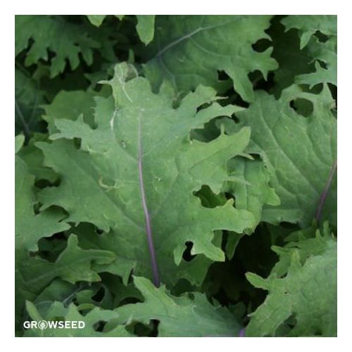 Red Russian Kale seeds