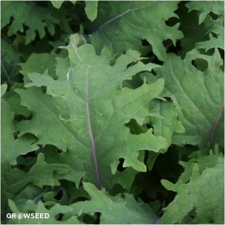 Red Russian Kale seeds