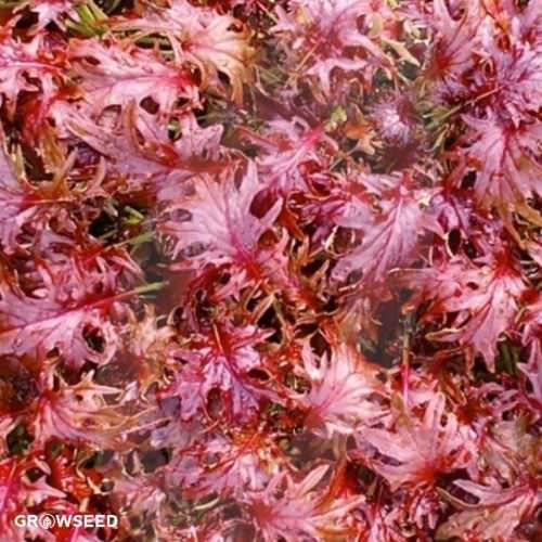 Red Ruble Kale Seeds