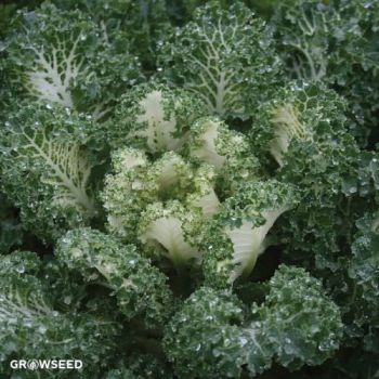 Emerald Ice Kale Seeds