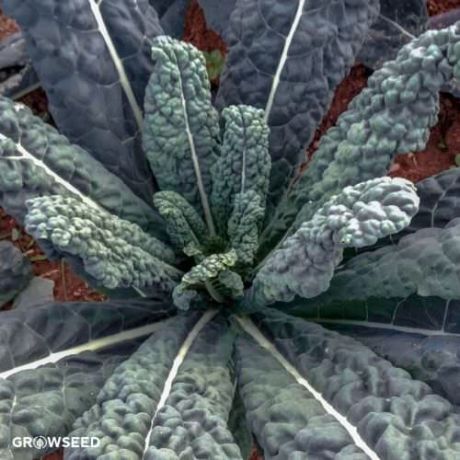 Nero Di Toscana Kale Seeds