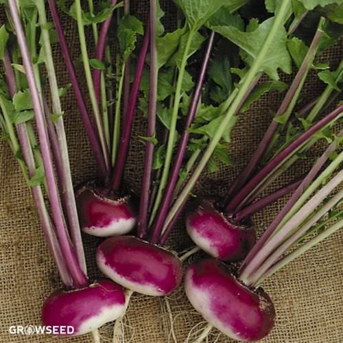 Purple Top Milan Turnip Seeds