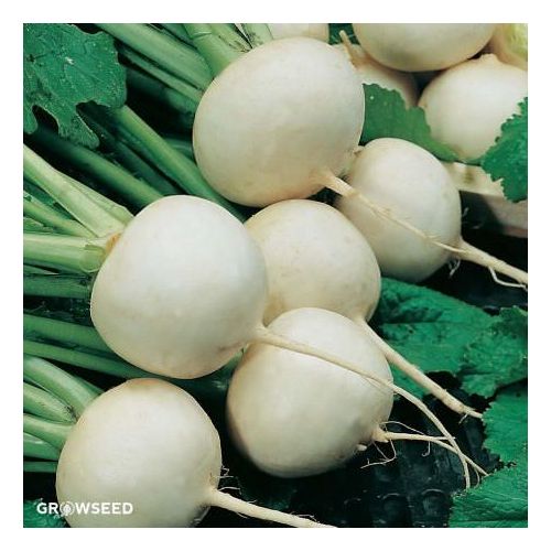 Snowball Turnip Seeds
