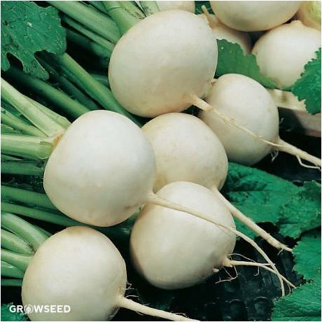 Snowball Turnip Seeds
