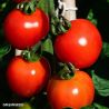 Alicante tomato seeds