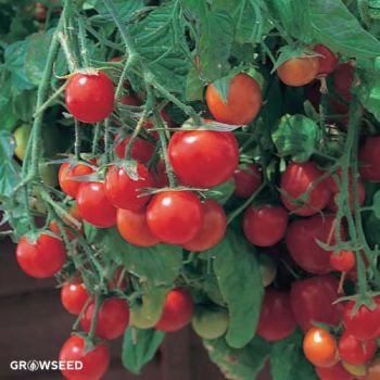 Tumbling Tom Tomato Seeds