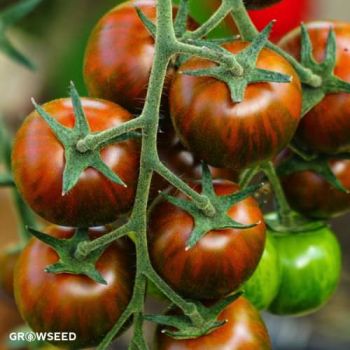 Tigerella Tomato Seeds