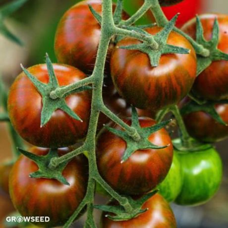 Tigerella Tomato Seeds