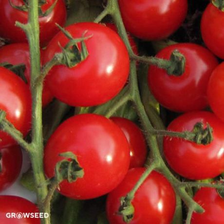 Sweet Aperitif Tomato Seeds