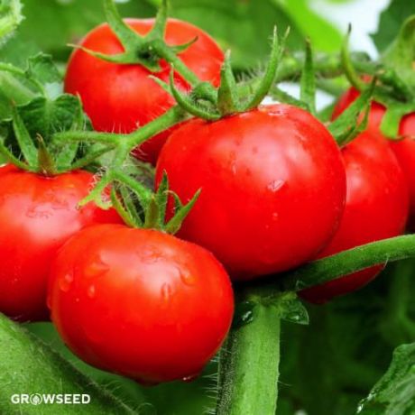 Tiny Tim Tomato Seeds