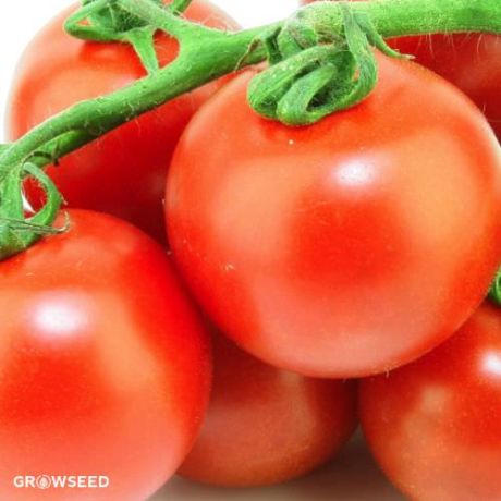 Garden Pearl Tomato Seeds