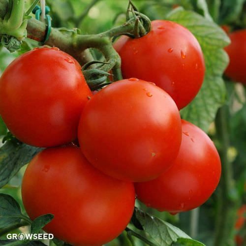 Moneymaker Tomato Seeds