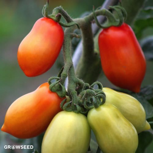 San Marzano Red Plum Tomato Seeds