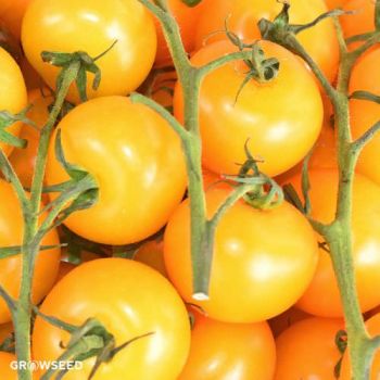 Golden Sunrise Tomato Seeds