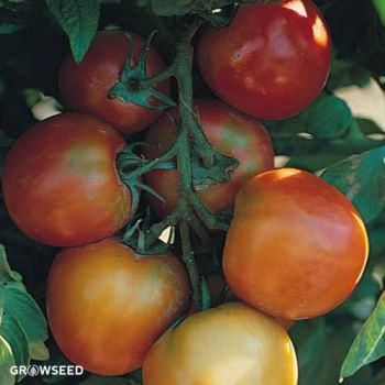 St Pierre Tomato Seeds