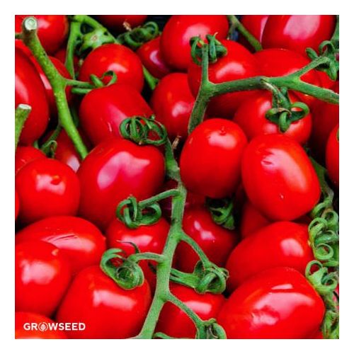 Roma VF Tomato Seeds