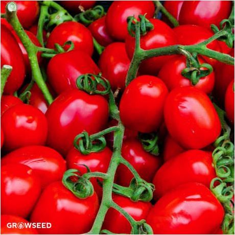 Roma VF Tomato Seeds