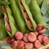 Karmazyn Broad Bean Seeds