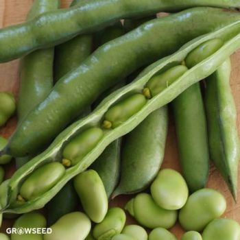 Robin Hood Broad Bean Seeds