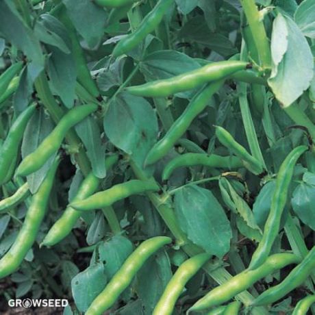 Aquadulce Claudia Broad Bean Seeds