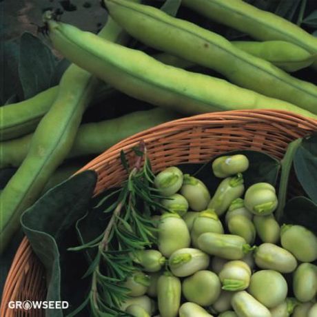 Witkiem Manita Broad Bean Seeds