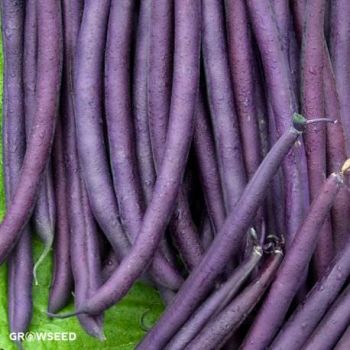 Amethyst French Bean Seeds