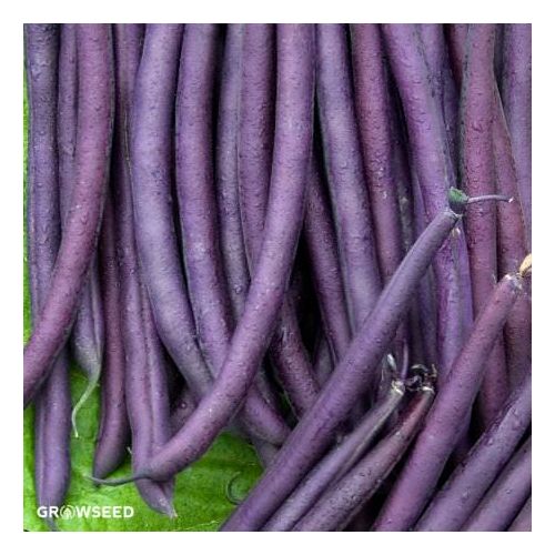 Amethyst French Bean Seeds