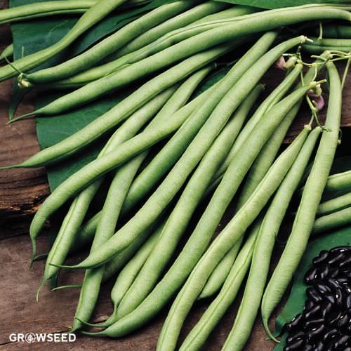 Cobra French Bean Seeds