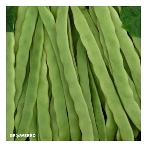 Hunter French Bean Seeds