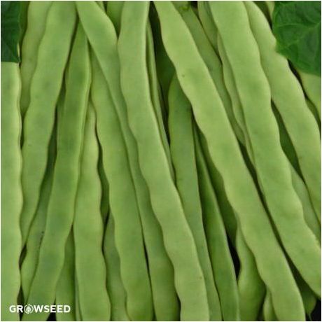 Hunter French Bean Seeds