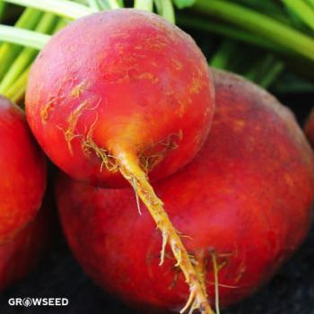 Golden Beetroot Seeds