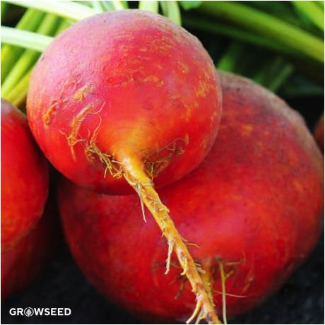 Golden Beetroot Seeds