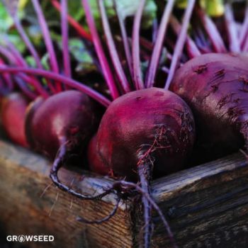 Boltardy Beetroot Seeds