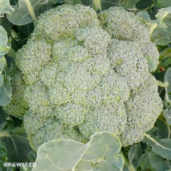 Marathon F1 Calabrese / Broccoli Seeds