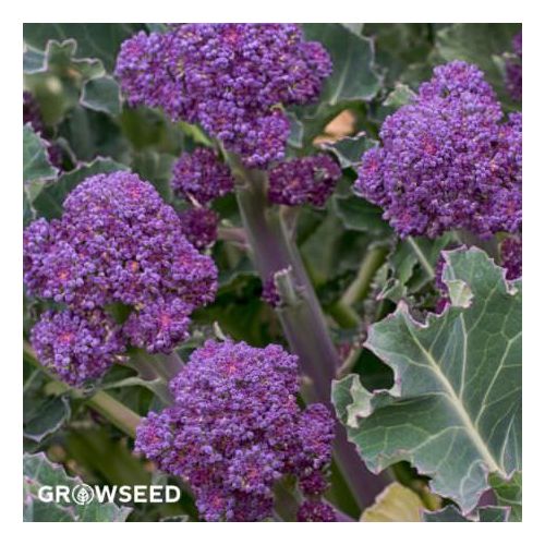 Early Purple Sprouting Broccoli Seeds