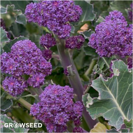 Early Purple Sprouting Broccoli Seeds