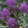 Early Purple Sprouting Broccoli Seeds