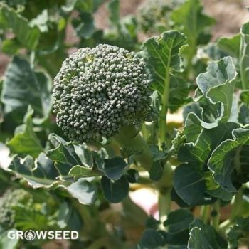 Green Sprouting Broccoli Seeds