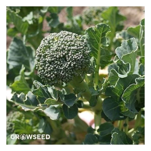 Green Sprouting Broccoli Seeds