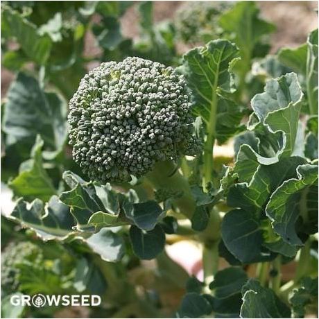 Green Sprouting Broccoli Seeds