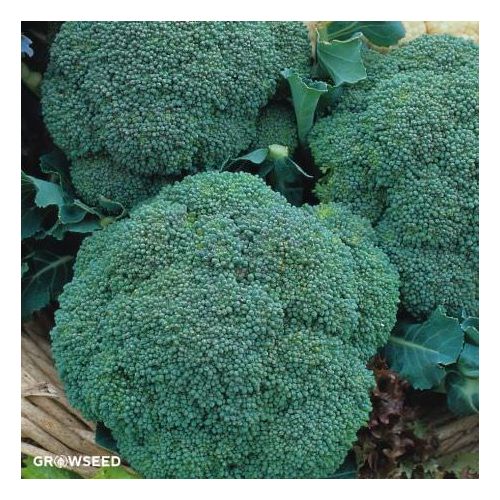 Samson F1 Broccoli Seeds