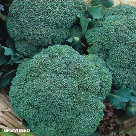 Samson F1 Broccoli Seeds