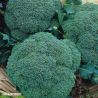 Samson F1 Broccoli Seeds