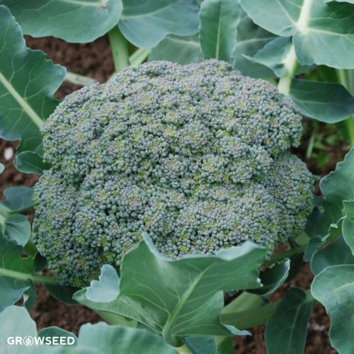 Kimono F1 Calabrese / Broccoli Seeds
