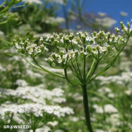 Cumin Herb Seeds