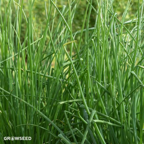 Chives Herb Seeds